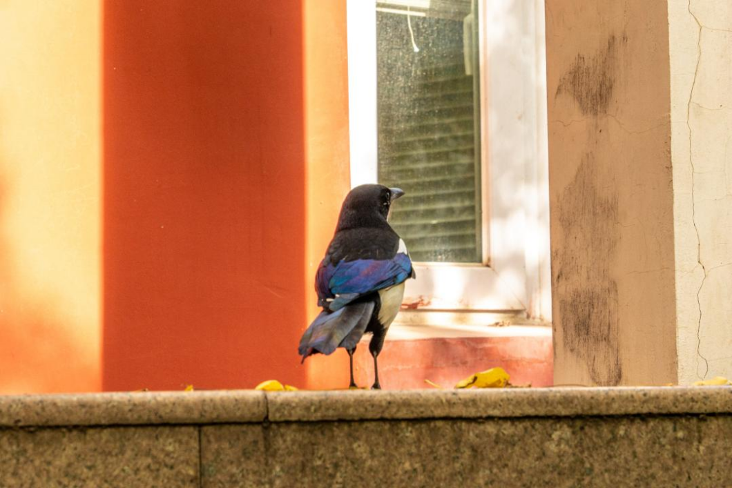 bw必威西汉姆联